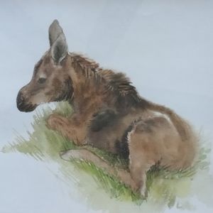 Watercolor Painting Resting Moose